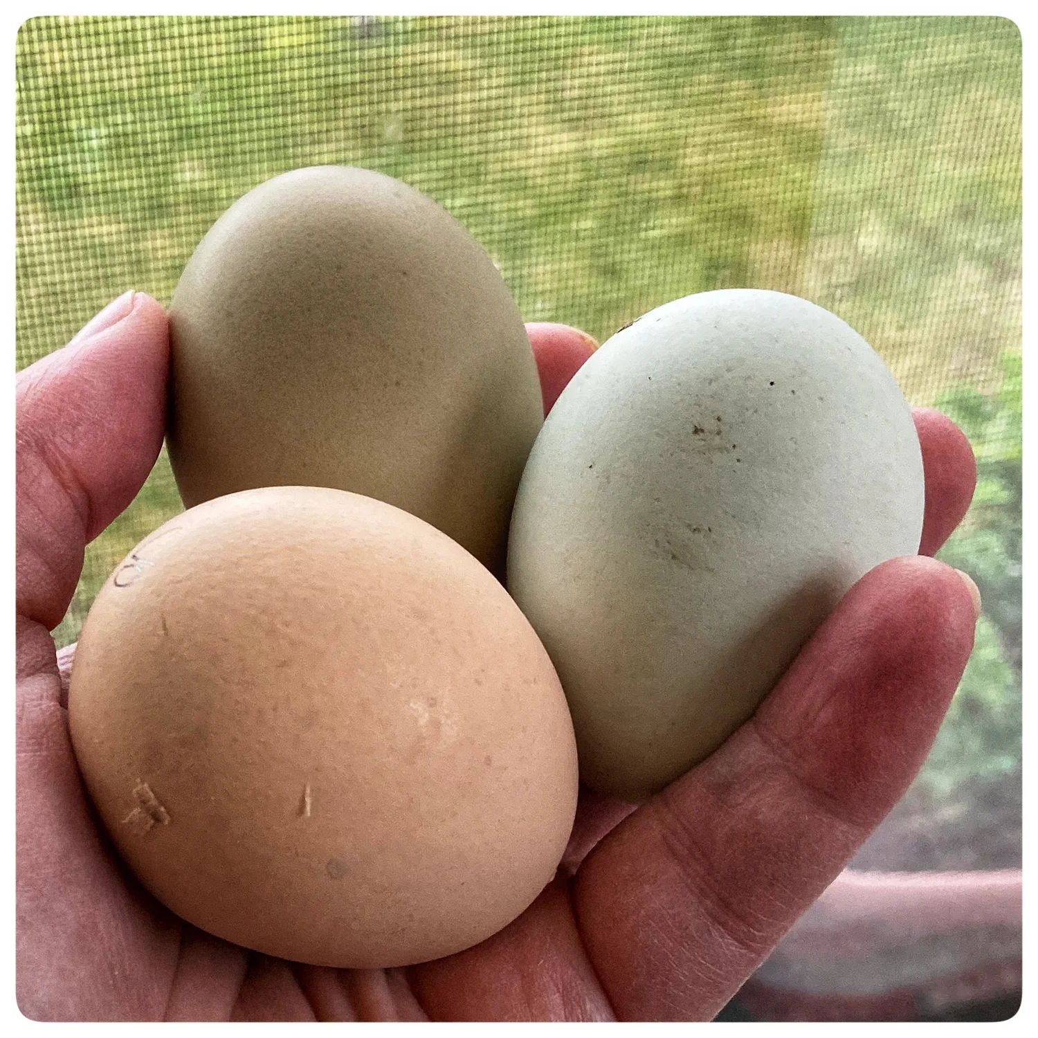 6 Hatching Eggs: Hens' Choice at Flower Feather Farm, Specialty